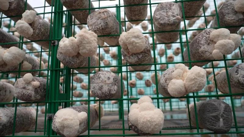 食用菌产业大棚内,菌棒上长满了雪白的猴头菇(崔书敏 摄)