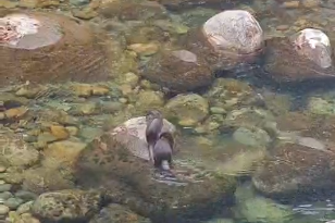 视频 | 欧亚水獭现身青川唐家河 彰显“天然基因库”的生态活力
                                                        