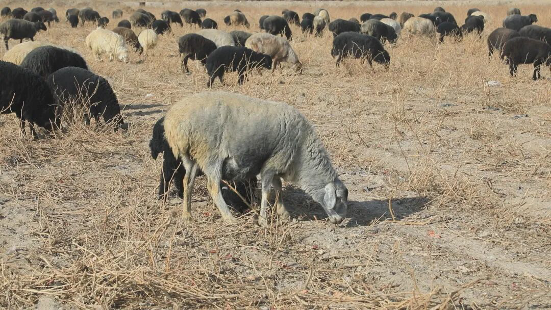阿瓦提县“博斯坦”羊。(刘鑫 摄)