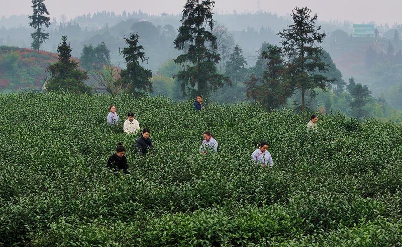 采茶现场(王超明 摄)