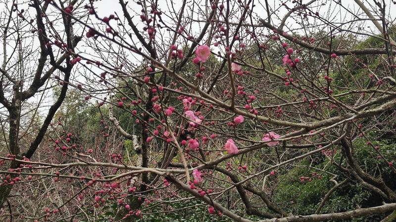超山梅花开了(曾庆华 摄)