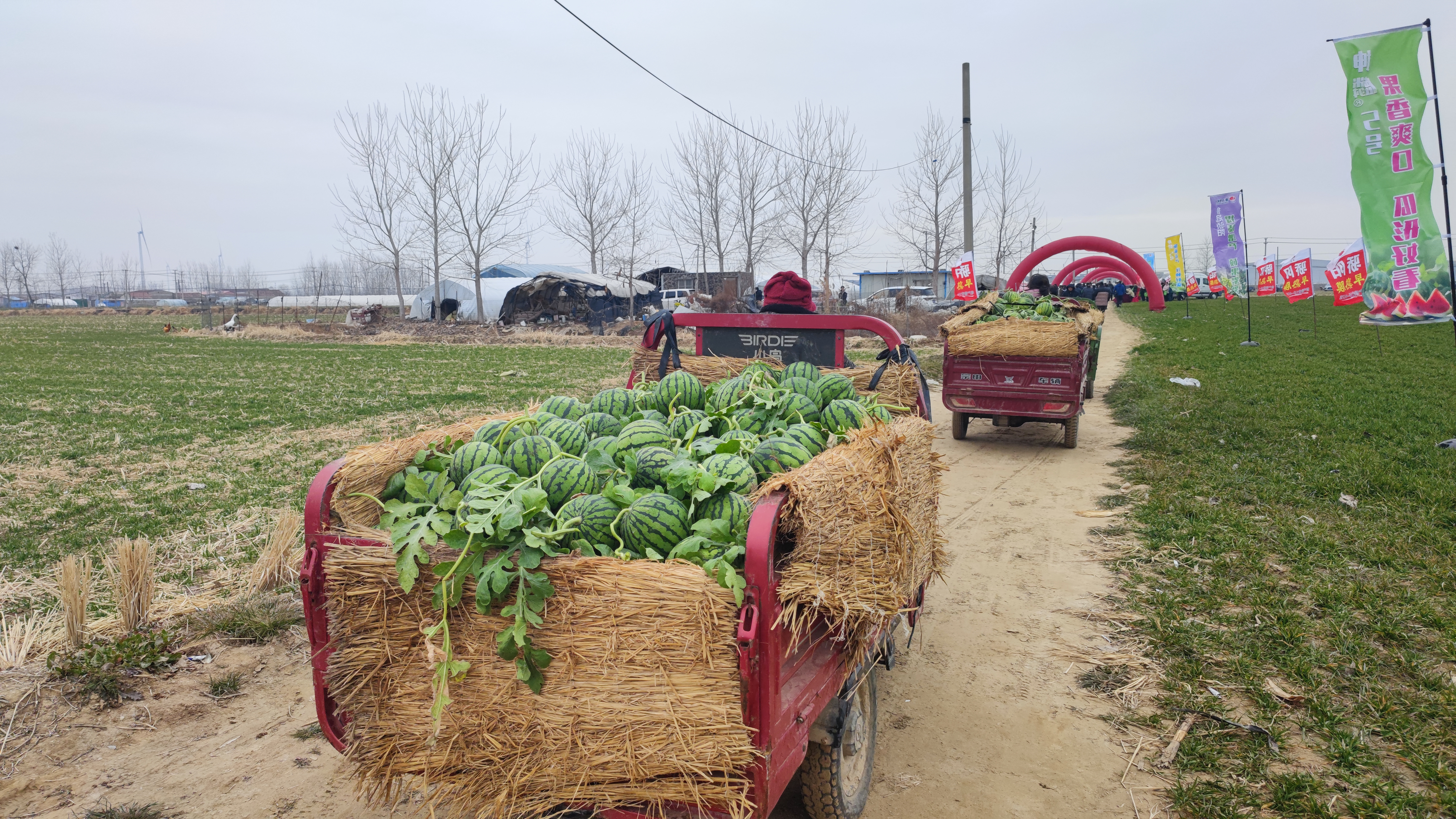 工人正在转运西瓜 (周杨 摄)
