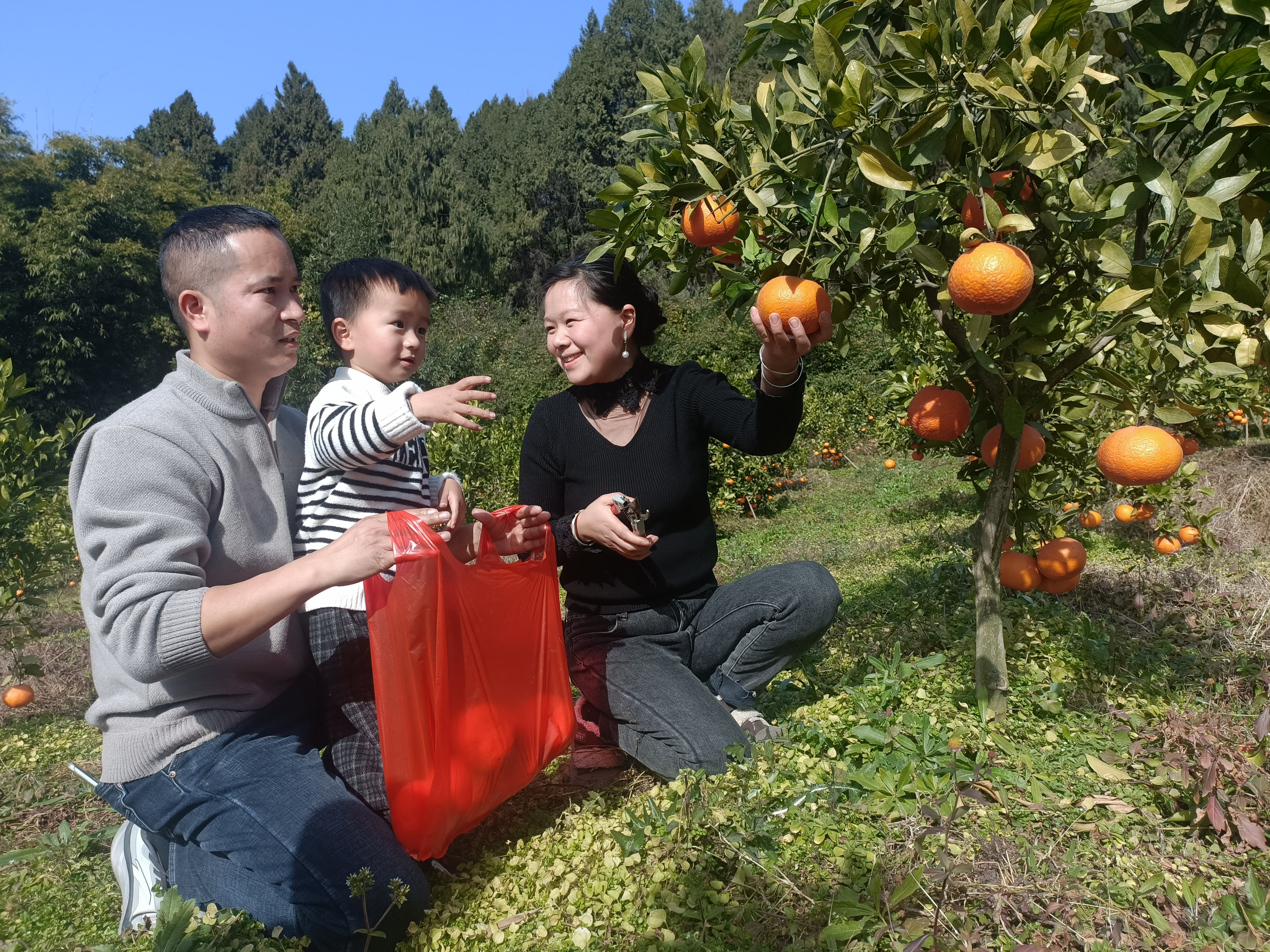 丰收时节采摘体验(王菲菲 摄)