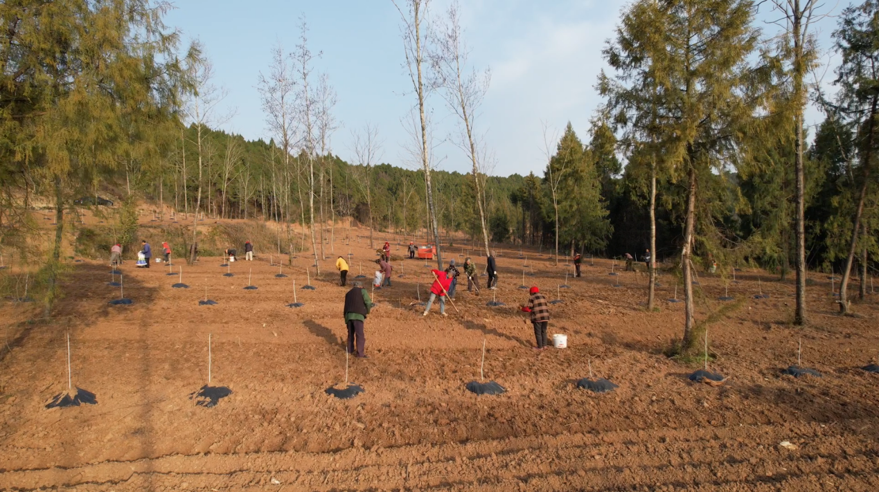 村民们栽植艾草(杨文波 摄)