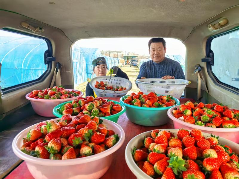 丰收的草莓(高文姐 摄)