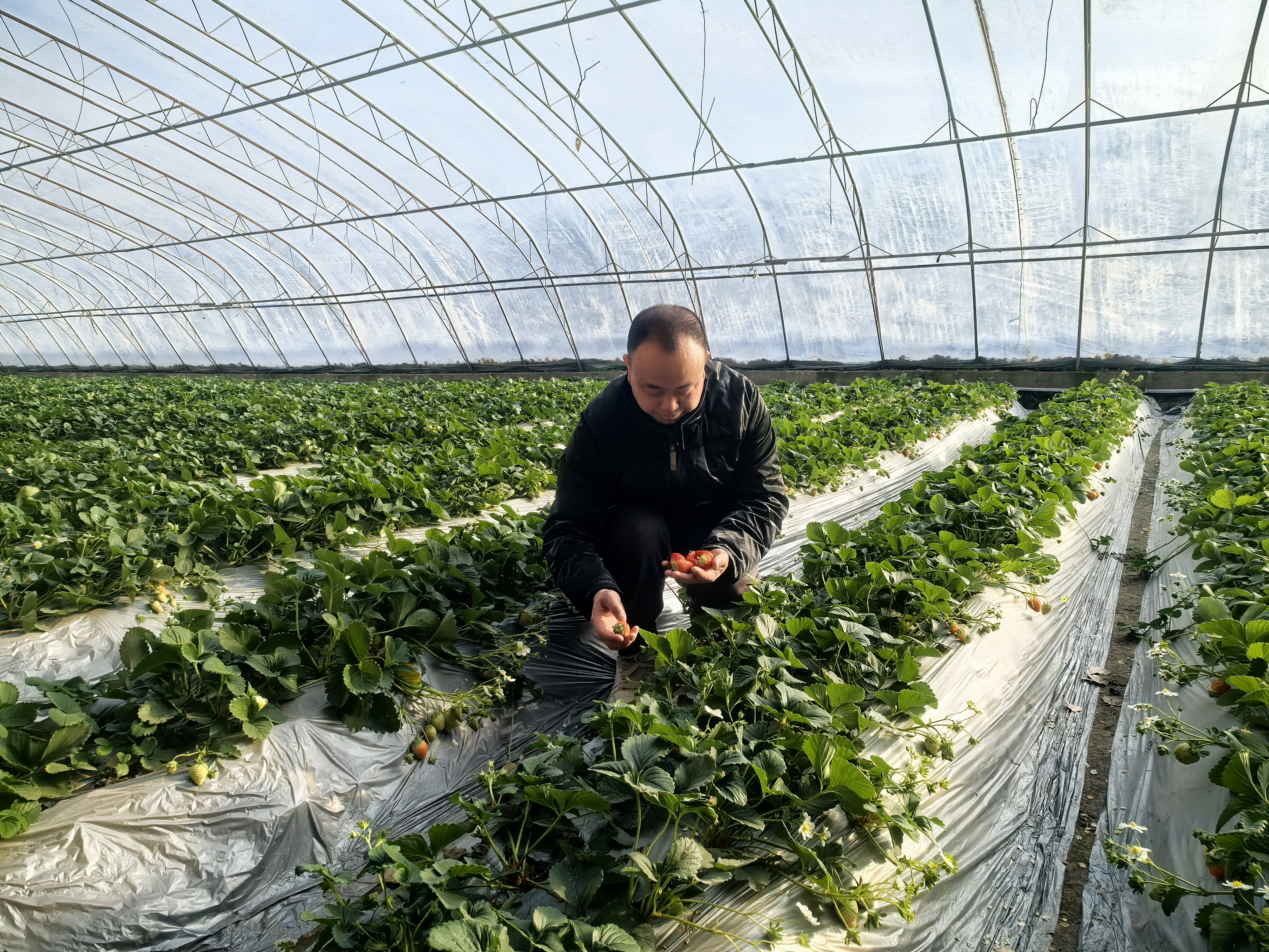 种植户张攀在大棚采摘草莓(查燕荣 摄)