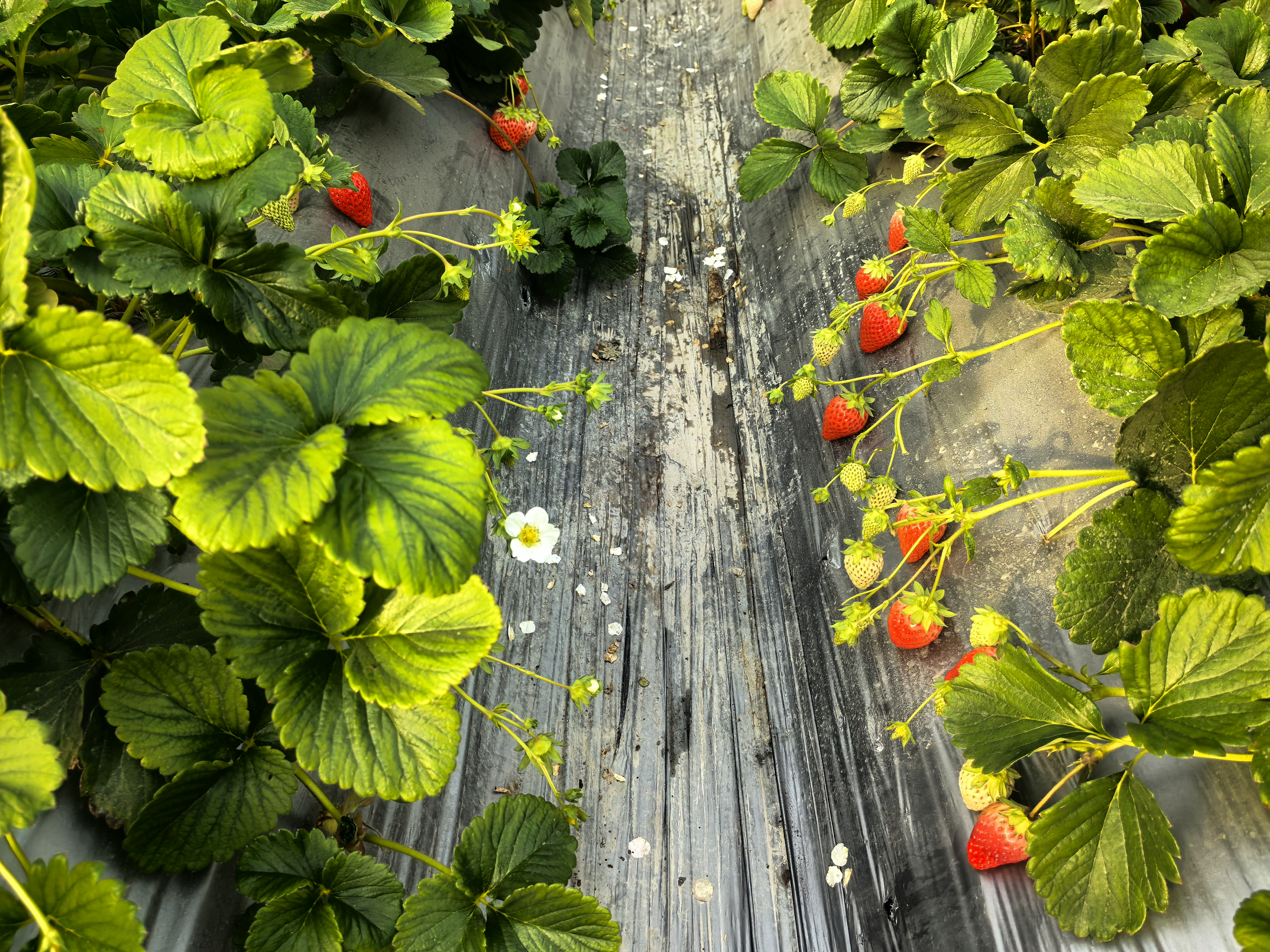 张攀种植的草莓香甜多汁(查燕荣 摄)