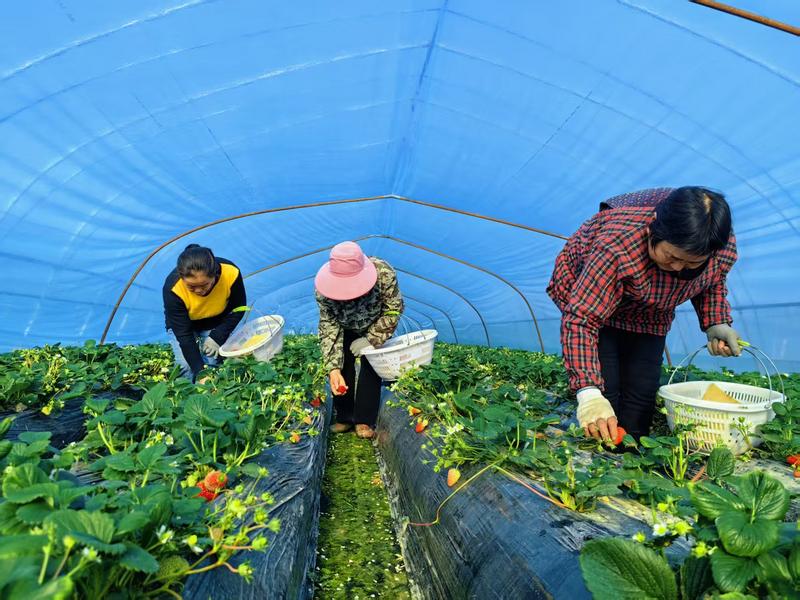 草莓种植基地(高文姐 摄)