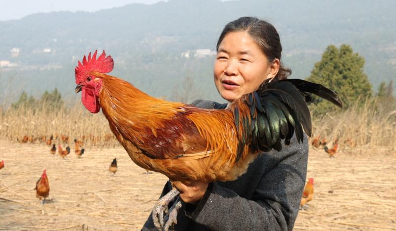涂小红展示“小红鸡” (杨文波 摄)