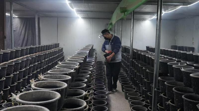 刘鹏在给小仓鼠投喂饲料(徐子淳 摄)