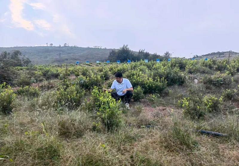 伍箴斌在仔细观察植株生长情况(王定禄 摄)