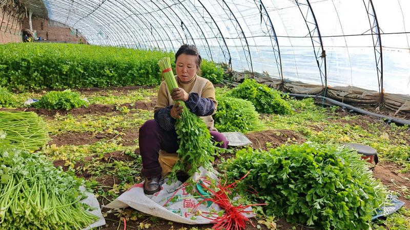 张丽微正忙着收割芹菜(李卓燕 摄)