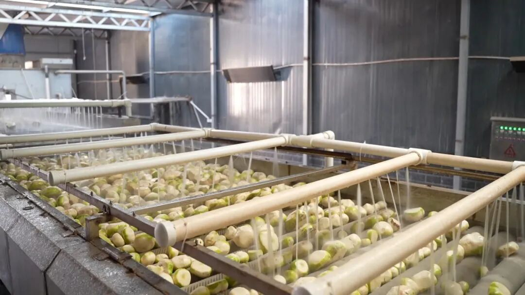 恰玛古加工生产线(艾热提 摄)