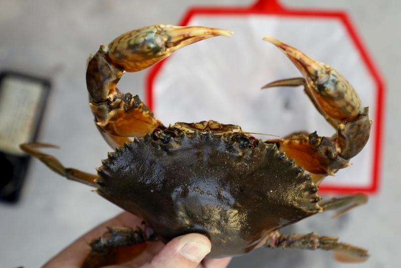 拟穴青蟹(姚绍庄 摄)