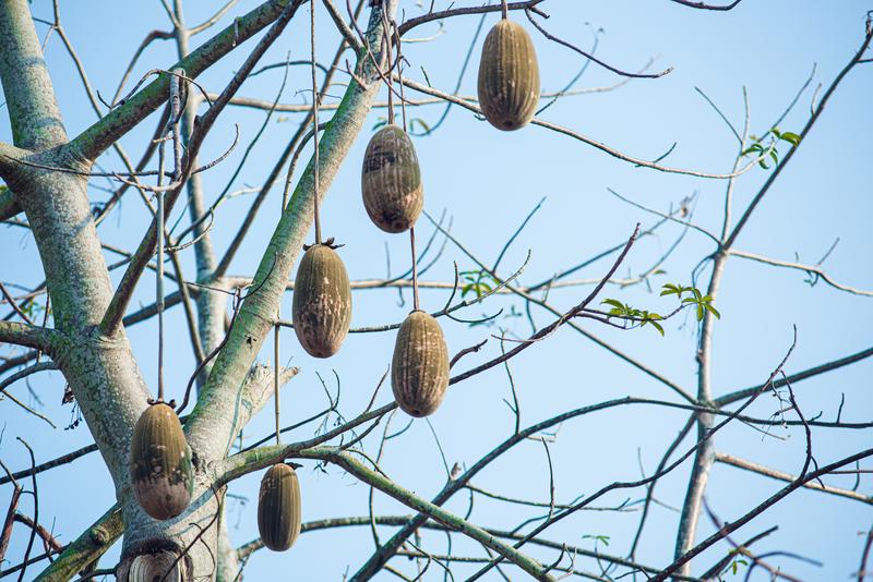 猴面包树果实 (沈恒荣 摄) 配图3
