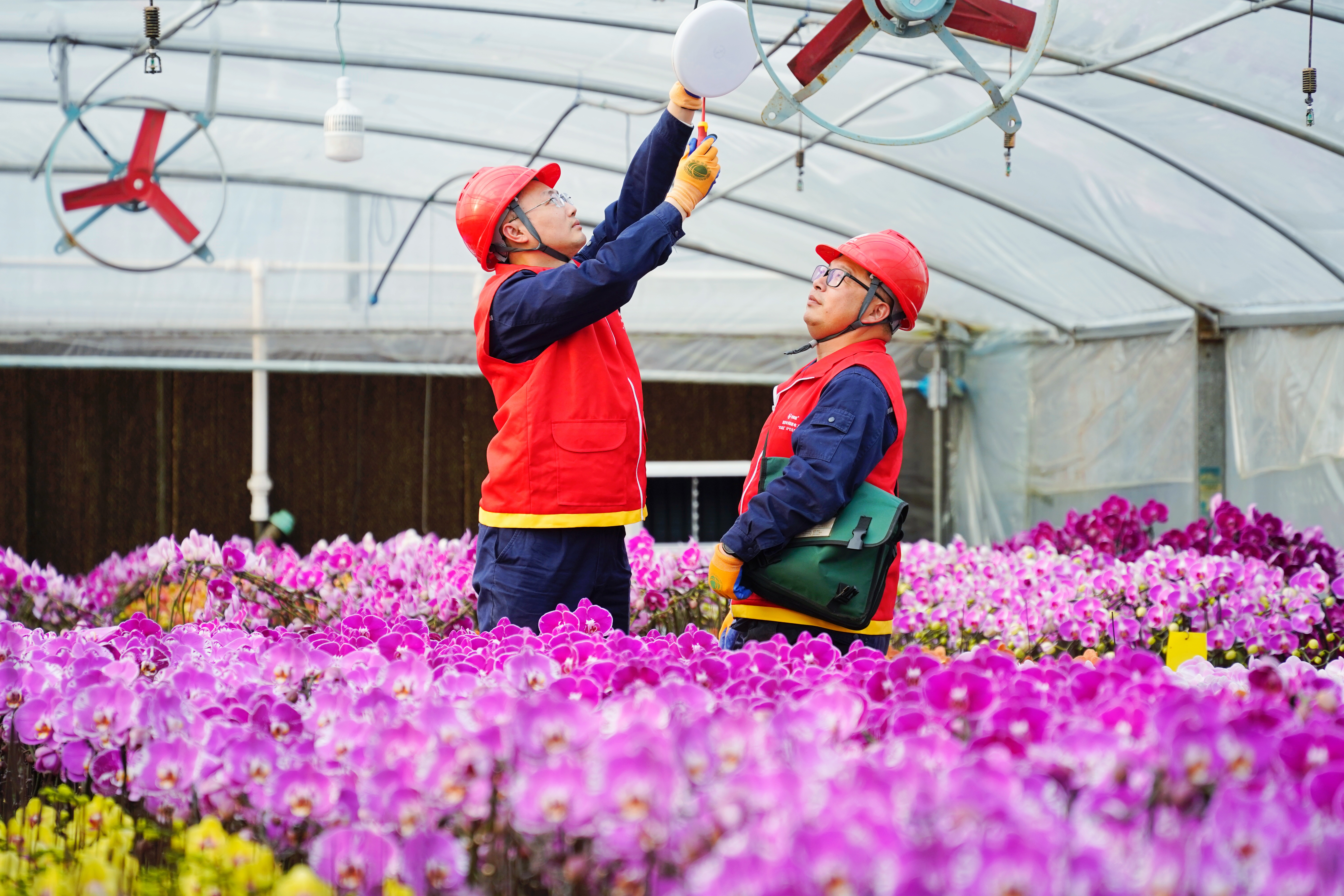 国家电网福建电力(上杭古田之光)“双满意”共产党员服务队队员为蝴蝶兰种植温室大棚检查用电设施。(刘伟玲 摄)