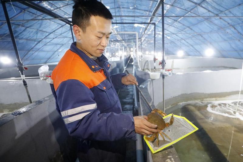 查看拟穴青蟹长势(姚绍庄 摄)