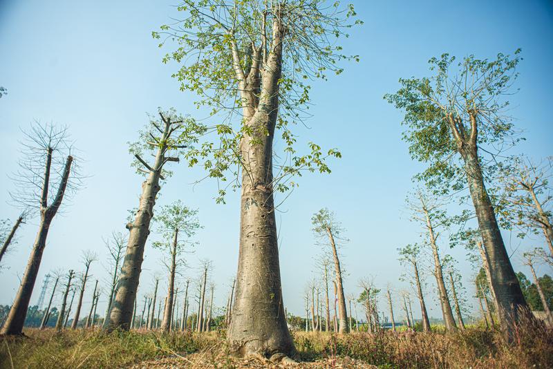 湛江麻章镇花村的猴面包树林 (沈恒荣 摄) 配图1