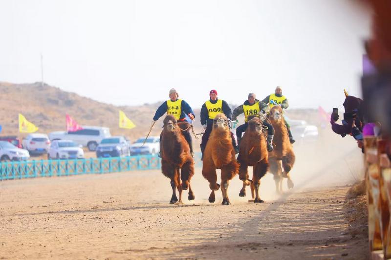 骆驼接力赛现场(李艺博 摄)