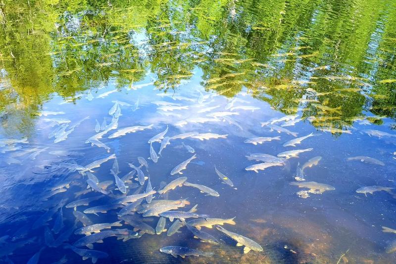 塔河林业局冷水鱼养殖基地(段明琦 摄)