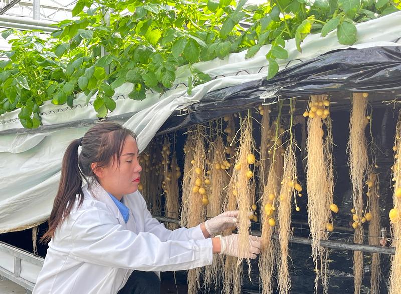 农技人员在庄浪县马铃薯“雾培法”生产基地观察马铃薯原原种长势。(赵军宝 摄)