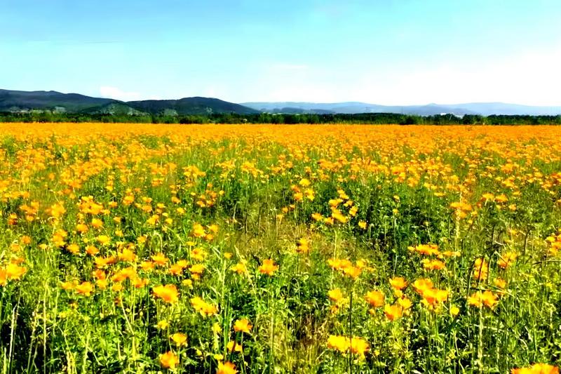 塔河林业局金莲花盛开时节的种植基地(段明琦 摄)