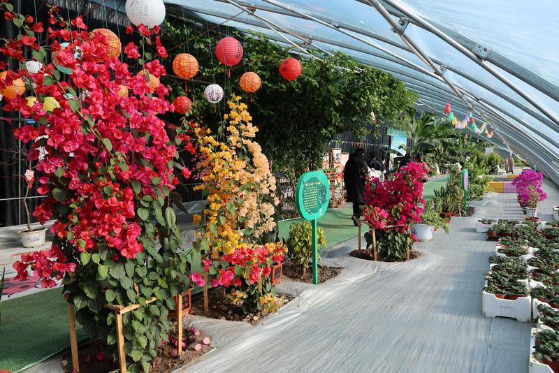 与室外的冰天雪地不同,设施农业棚室春意盎然、花果飘香。(胡建华 摄)