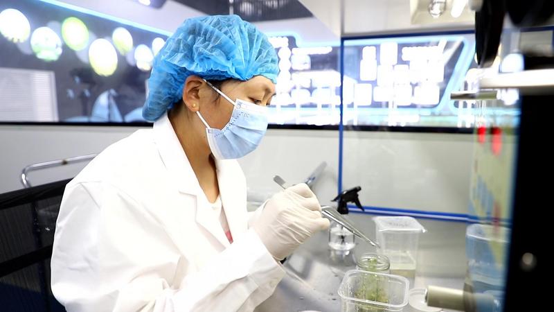 农技人员在庄浪县马铃薯原原种科研繁育基地进行马铃薯脱毒种苗扩繁操作。(赵军宝 摄)
