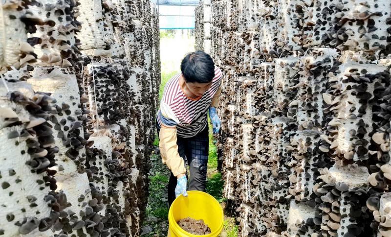 林业局职工采摘黑木耳(段明琦 摄)