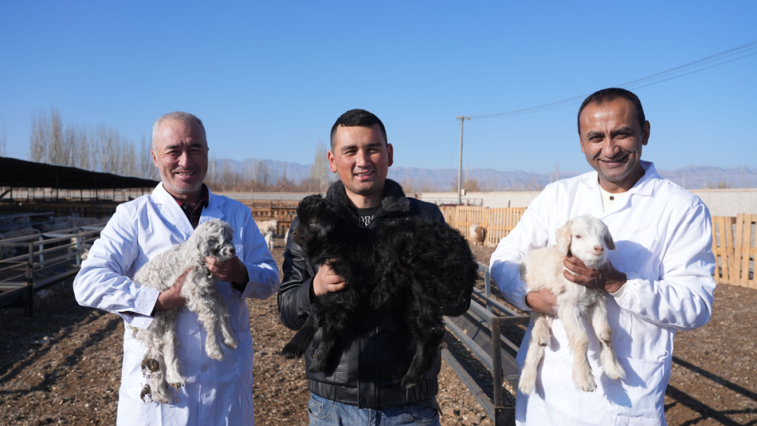 柯坪县进入接羔育幼高峰期(地拉吾尔·噢布拉西 摄)
