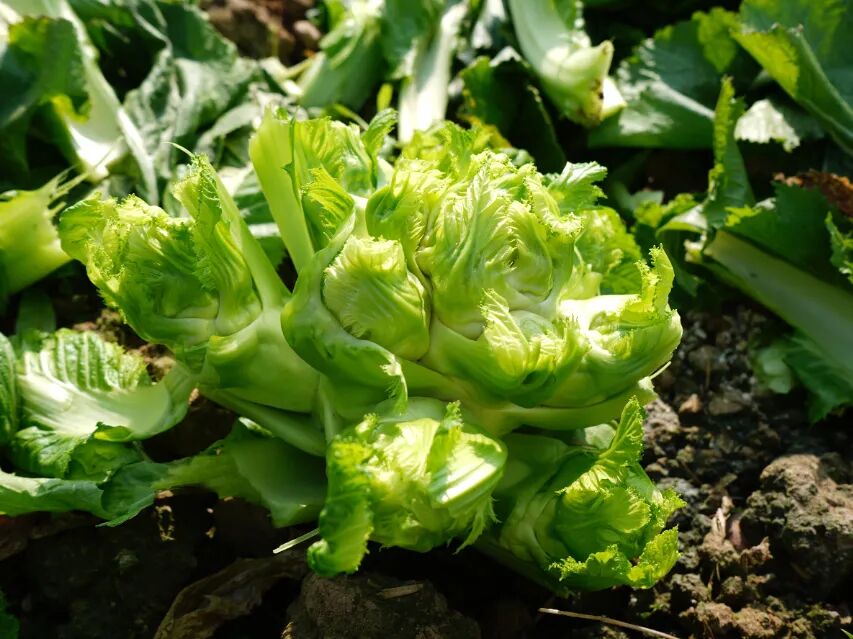 邛崃的儿菜(何经科 摄)