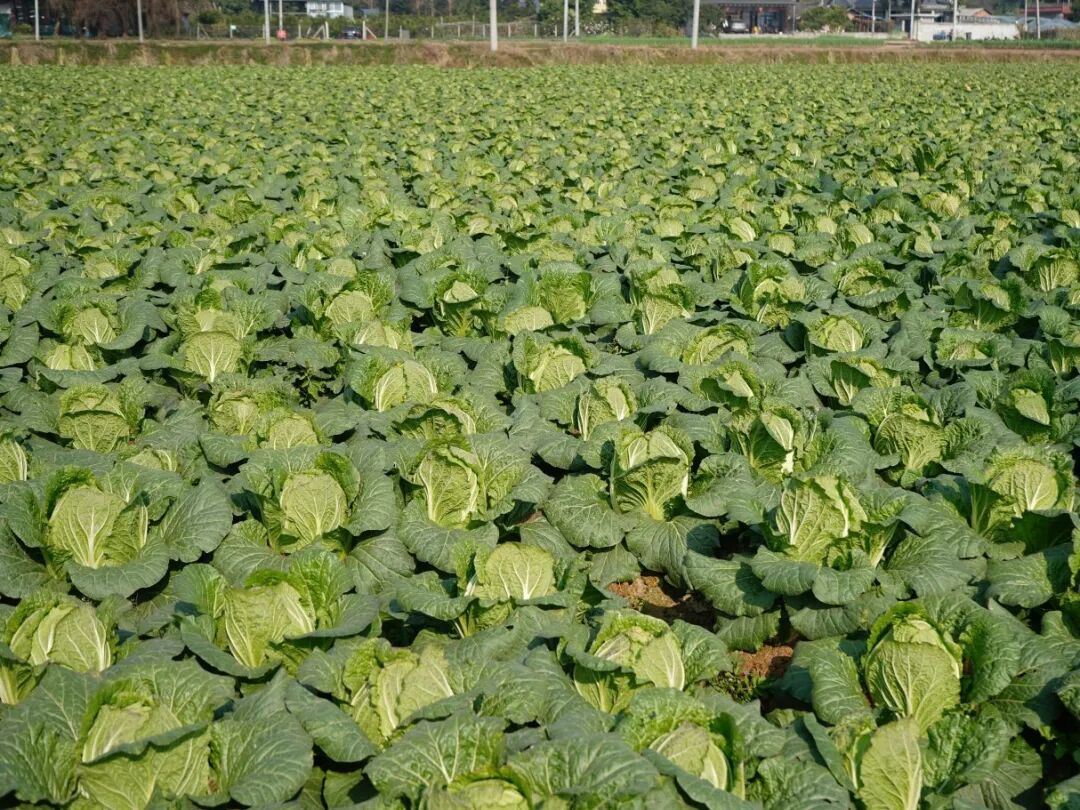 卷心菜田(何经科 摄)