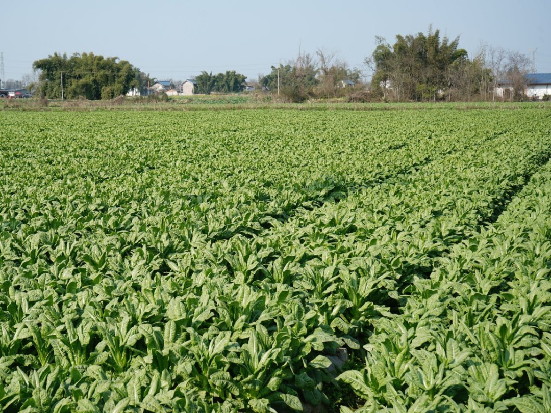 莴笋田(何经科 摄)