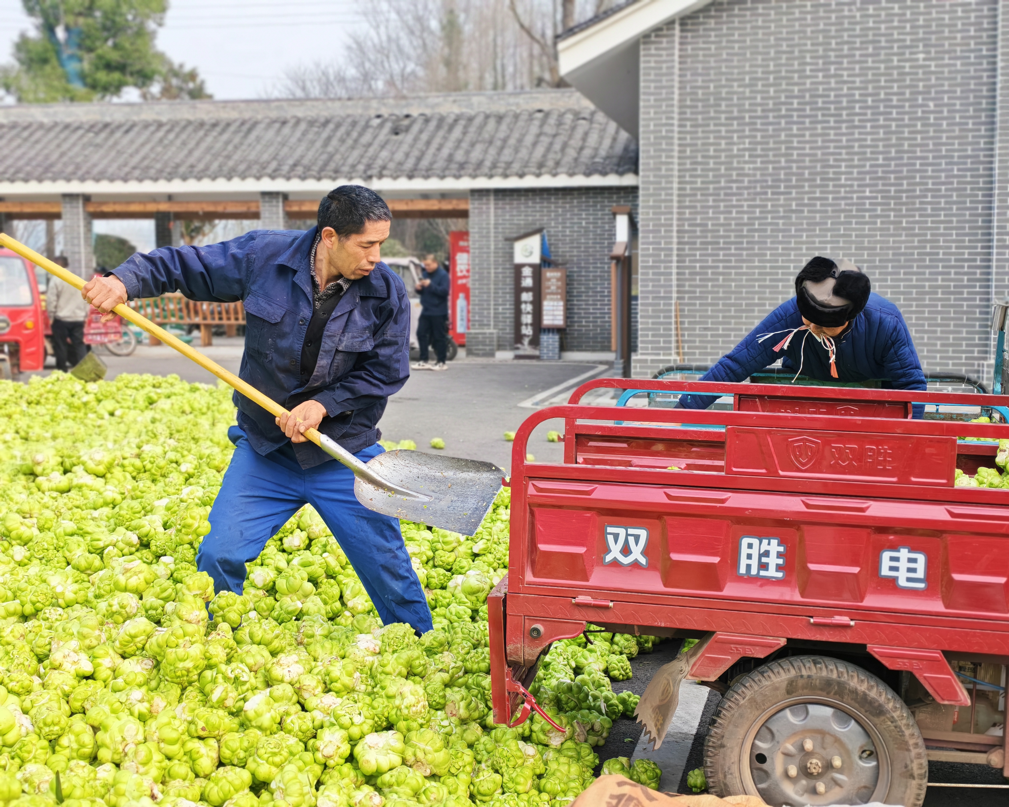 砍收榨菜(魏兰 摄)