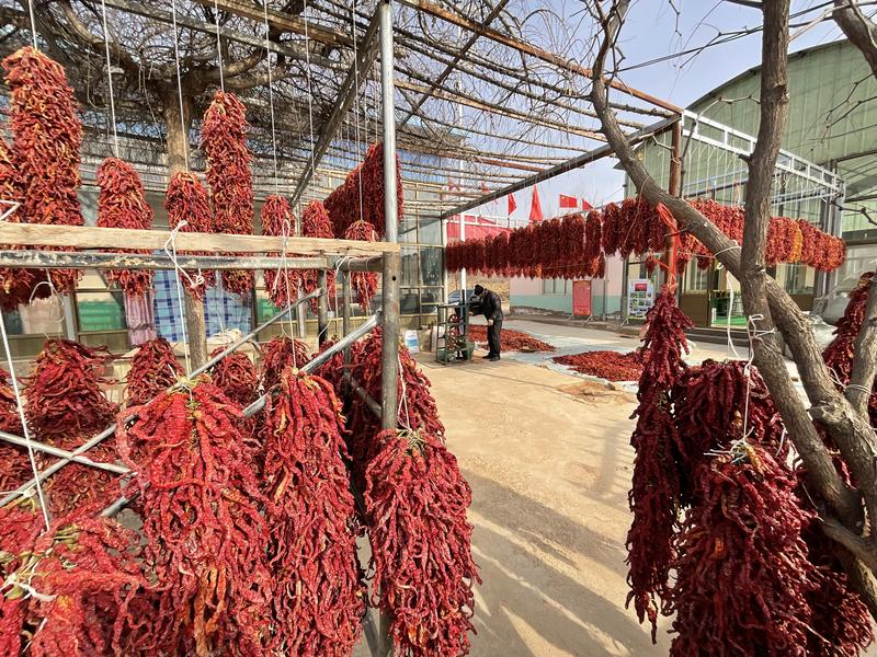 “航椒4号”辣椒在晾晒(申维祖 摄)