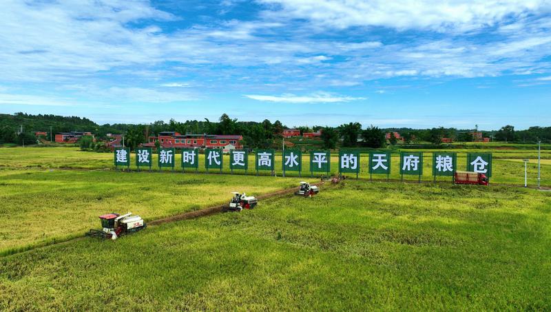 凤凰山稻麦现代农业园区(潘帅 摄)