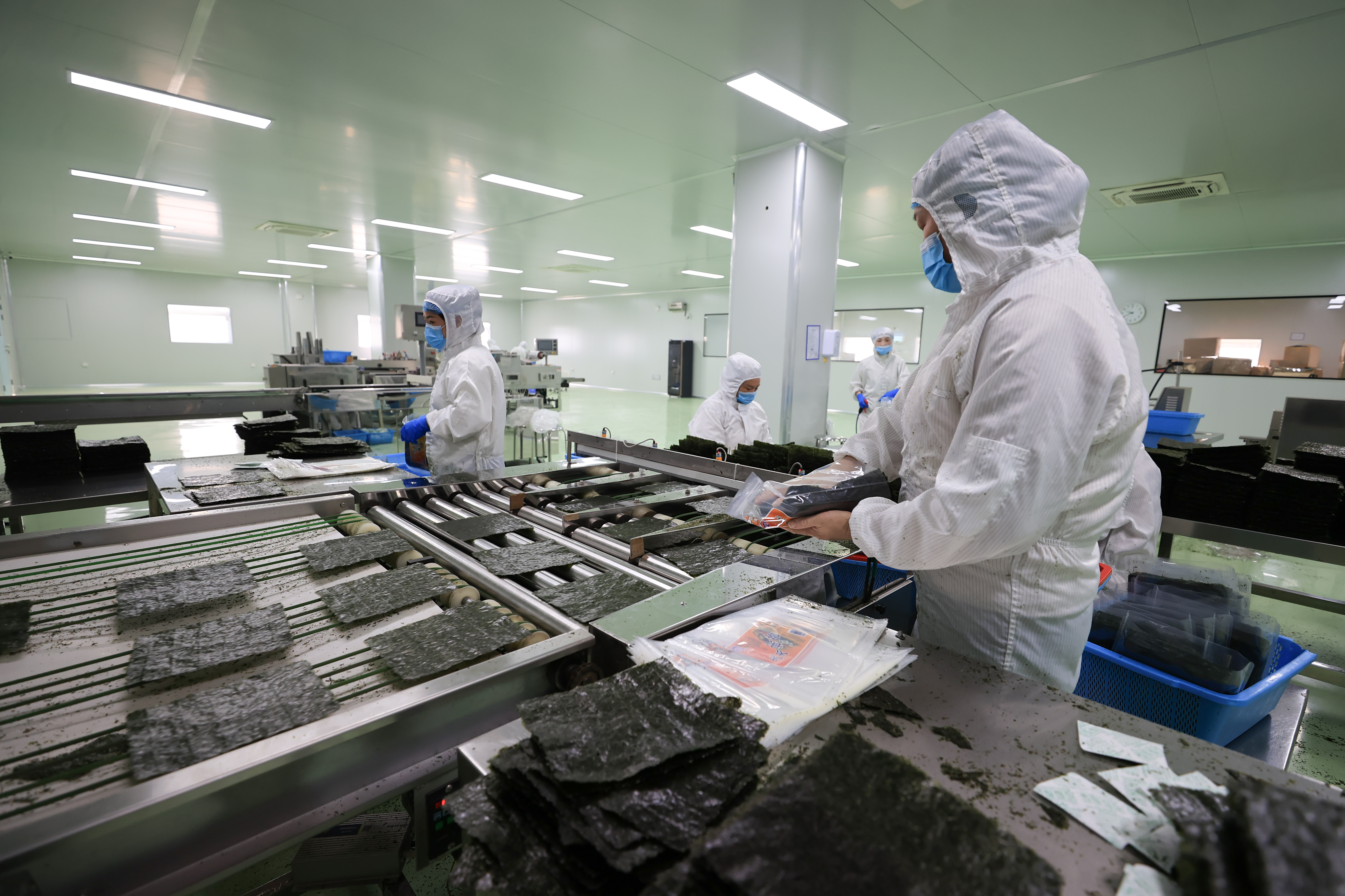 2026年1月31日,江苏省连云港市赣榆区赣马镇一家紫菜企业工人在生产线上忙碌。(司伟 摄)