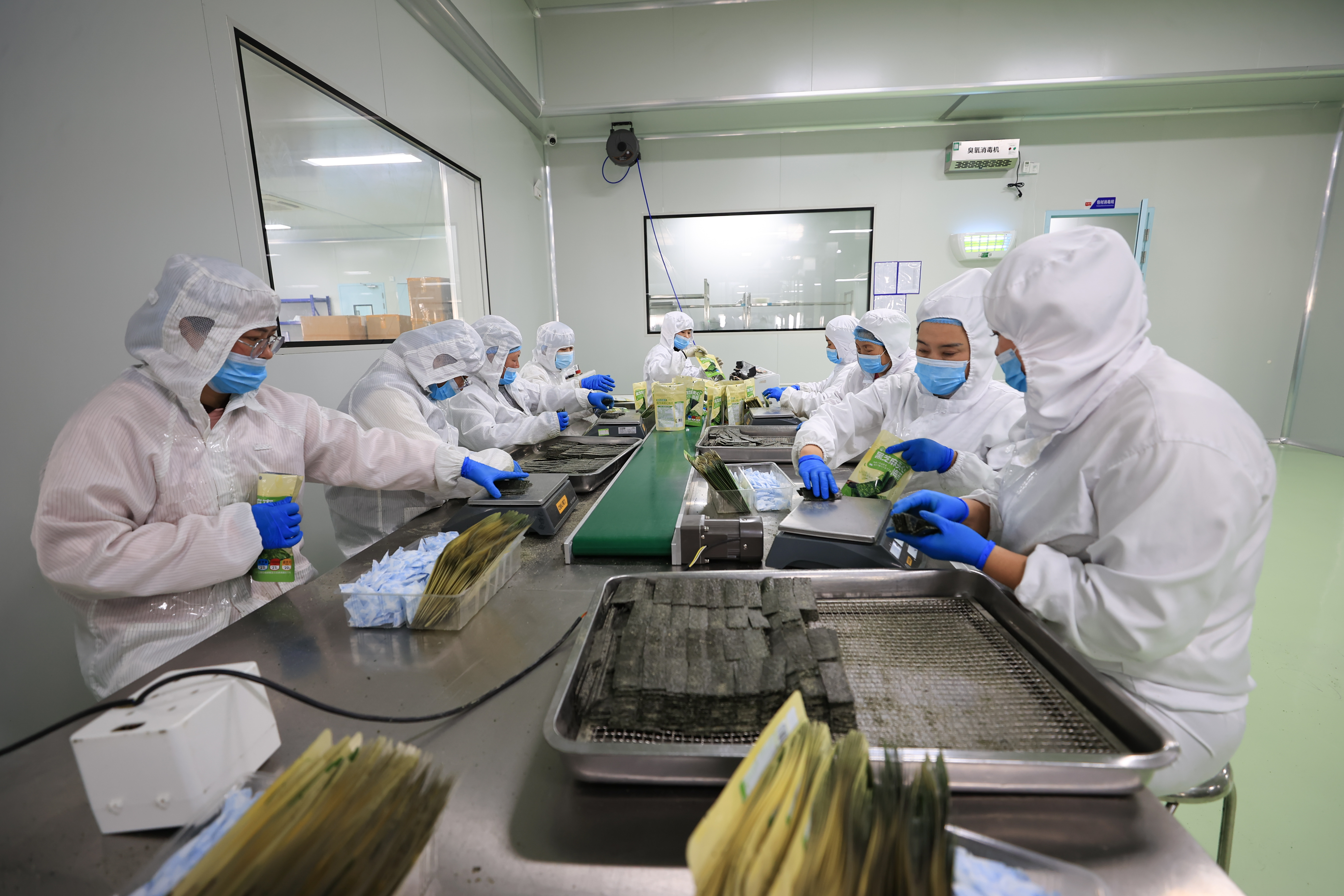 2026年1月31日,江苏省连云港市赣榆区赣马镇一家紫菜企业工人在生产线上忙碌。(司伟 摄)