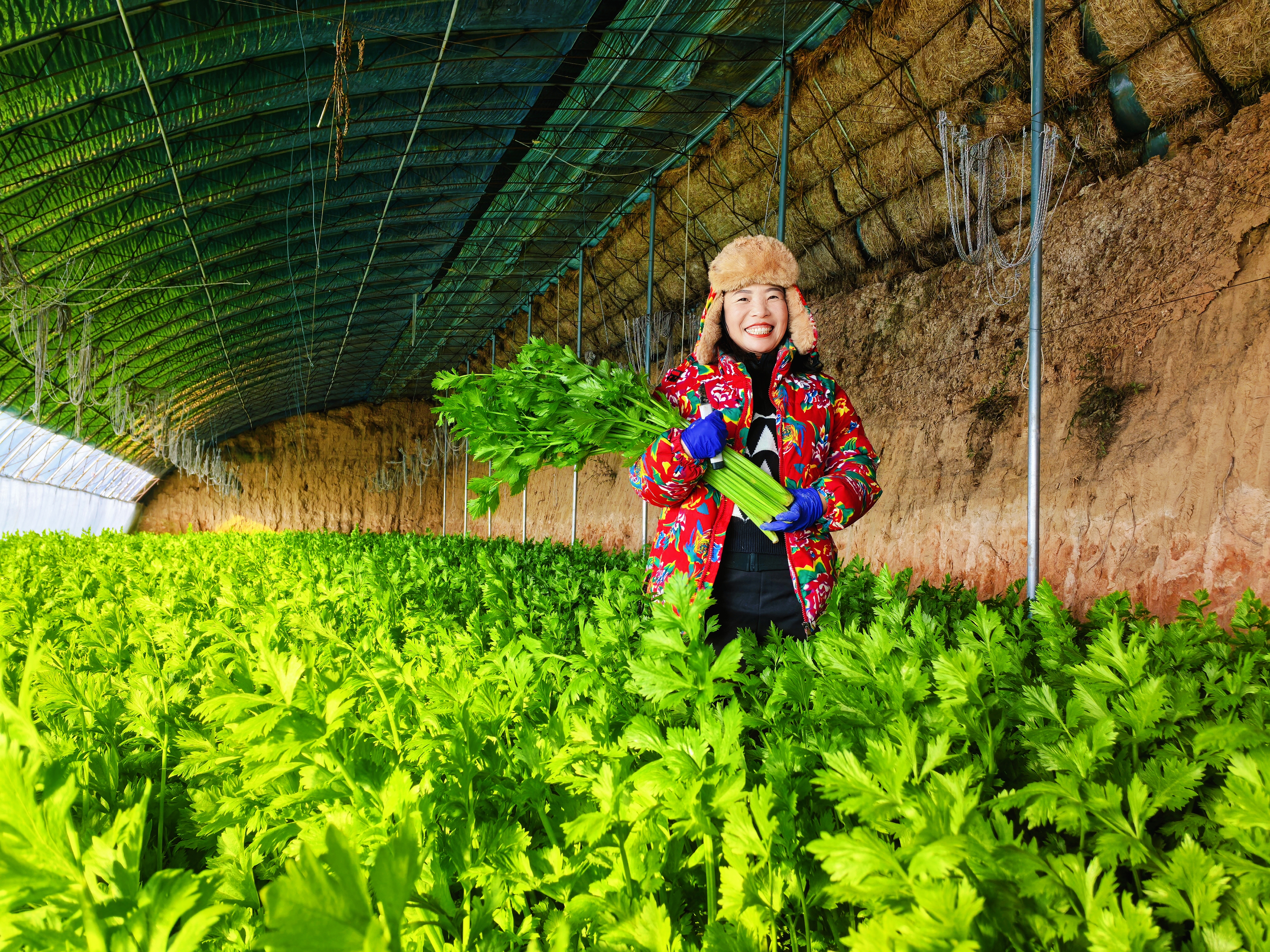 芹菜喜获丰收,村民喜上眉梢。(王春达 摄)