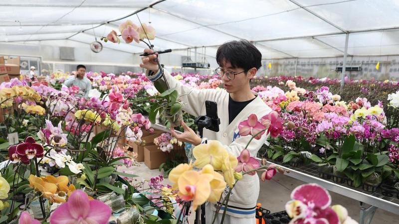 年宵花市迎春热