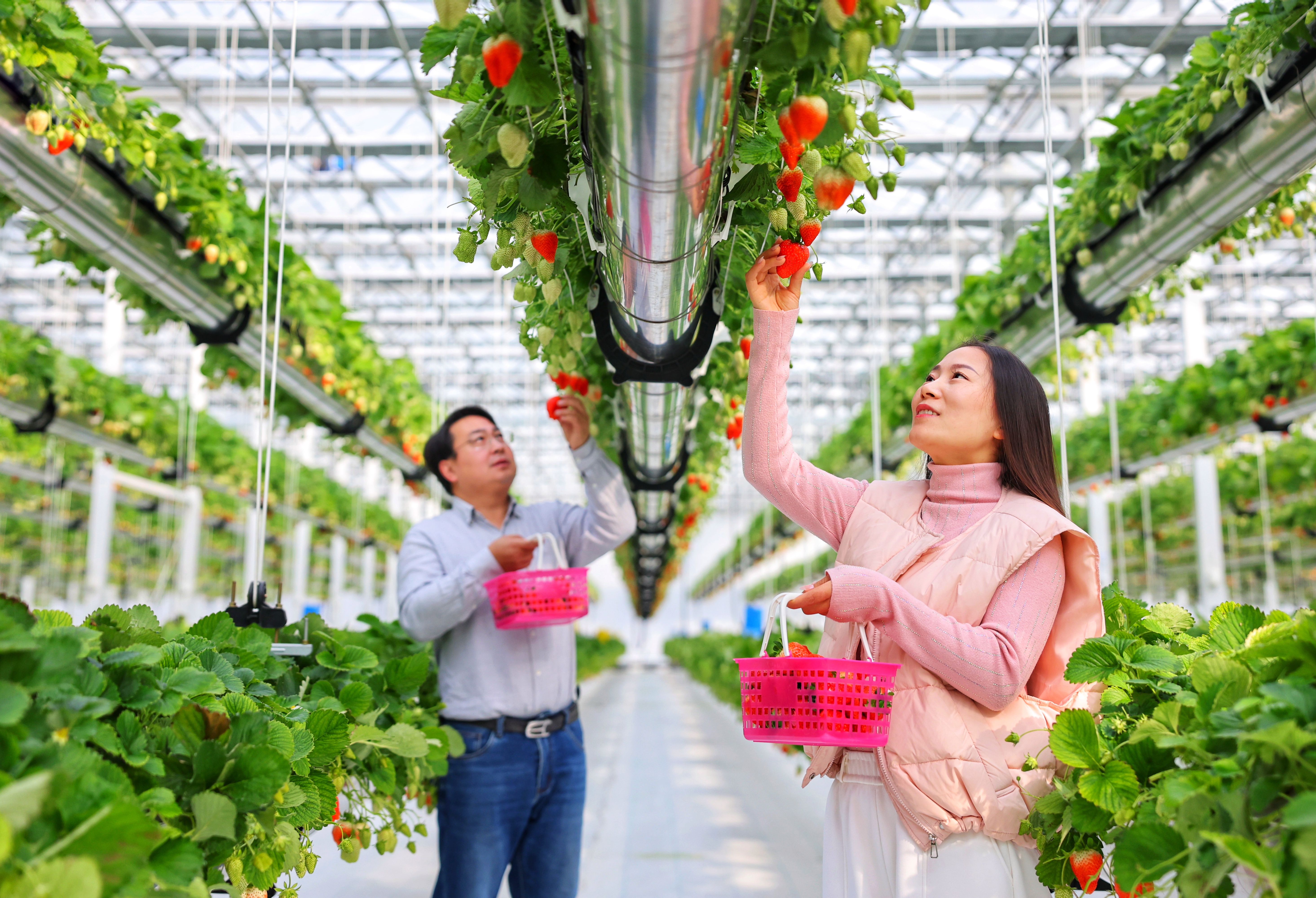 市民体验空中草莓采摘(高刚 摄)