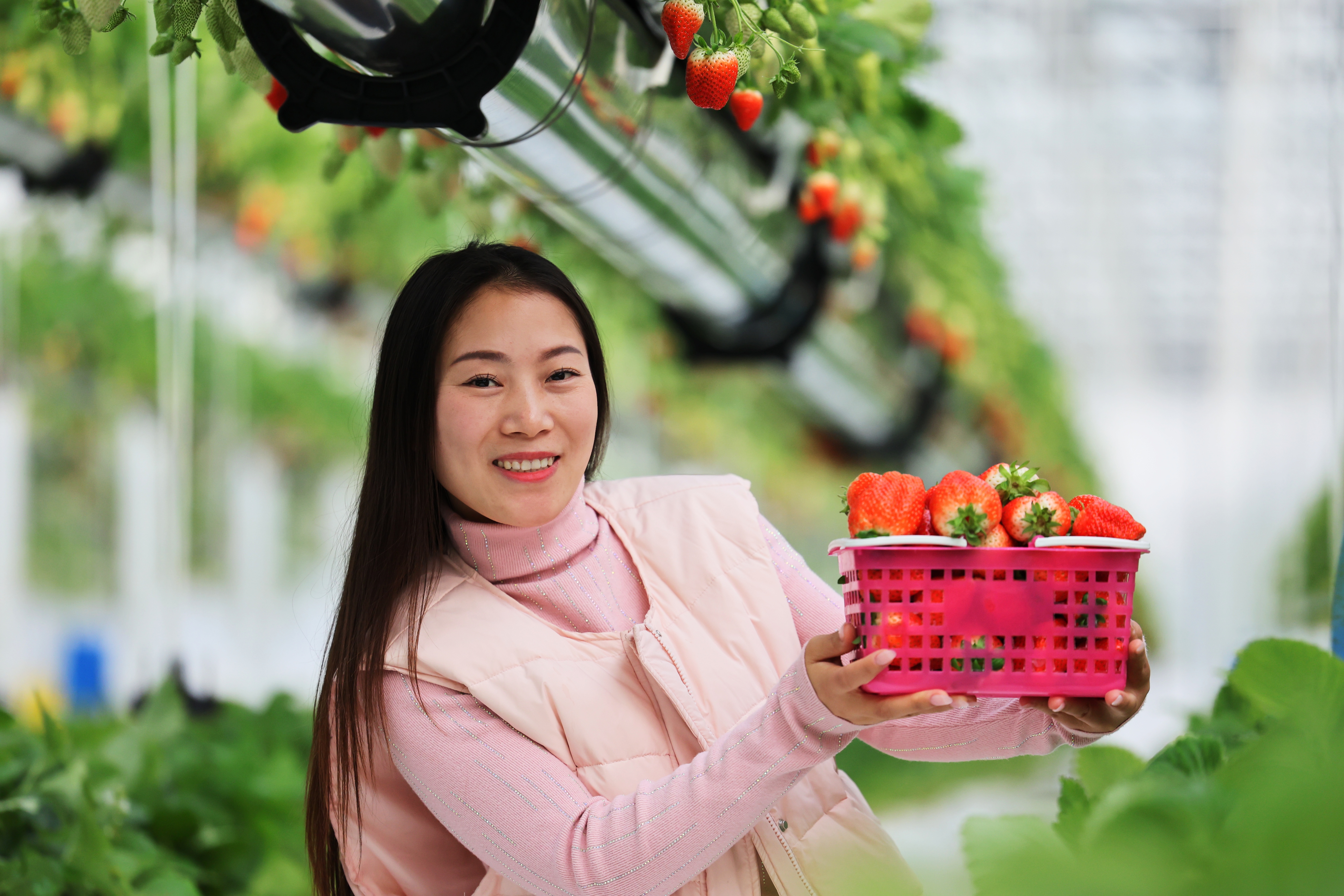 市民体验空中草莓采摘(高刚 摄)