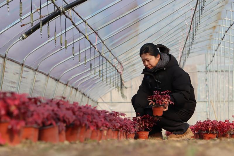 精心挑选南天竹(刘晓敏 摄)