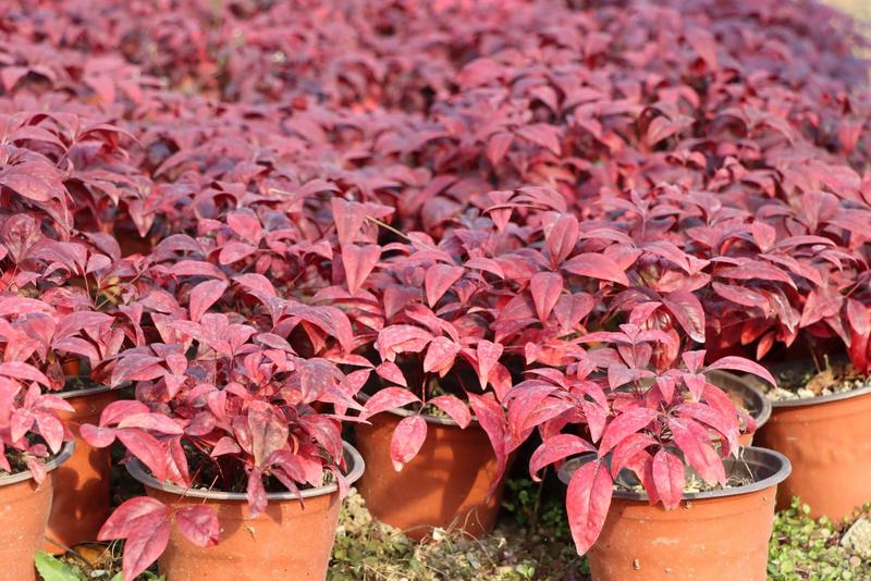 2000万珠南天竹铺展火红好年景(刘晓敏 摄)