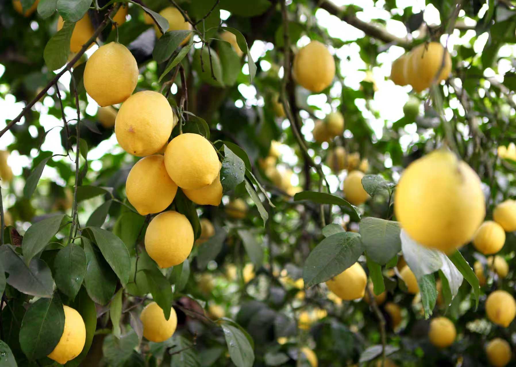 安岳柠檬(潘政吉 摄)