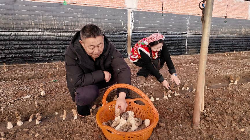马家岭村的羊肚菌采收正忙(张靖群 摄)