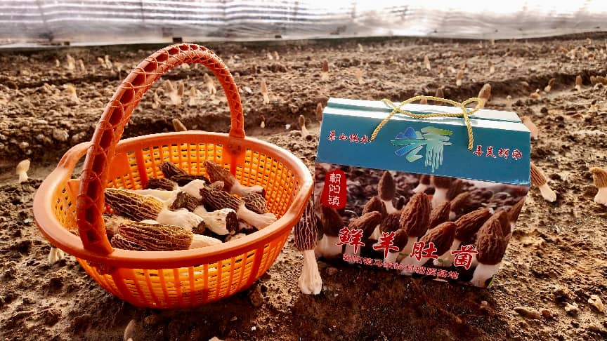 马家岭村的羊肚菌采收正忙(张靖群 摄)