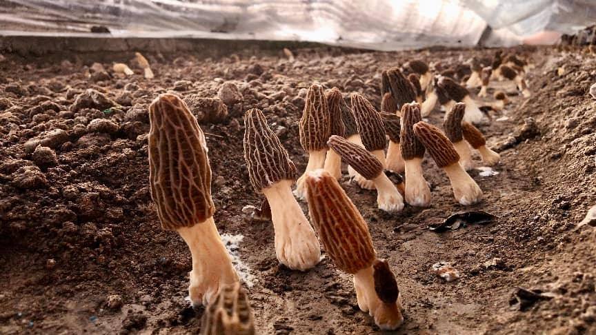 马家岭村的羊肚菌采收正忙(张靖群 摄)