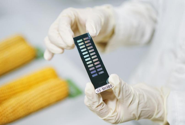 首款国产玉米固相基因芯片 (傅港 摄)