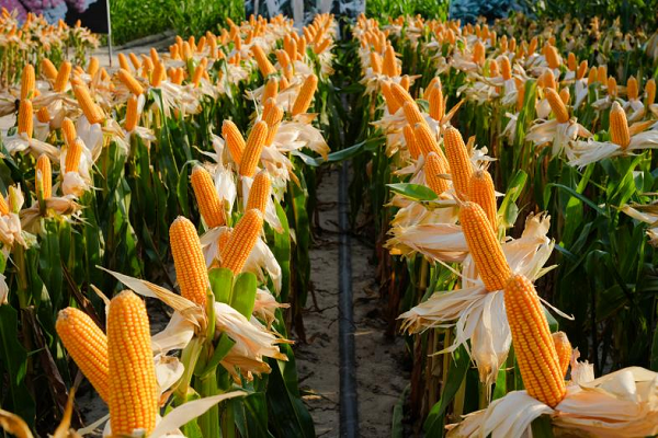 隆平生物研发的抗虫耐除草剂玉米 (傅港 摄)